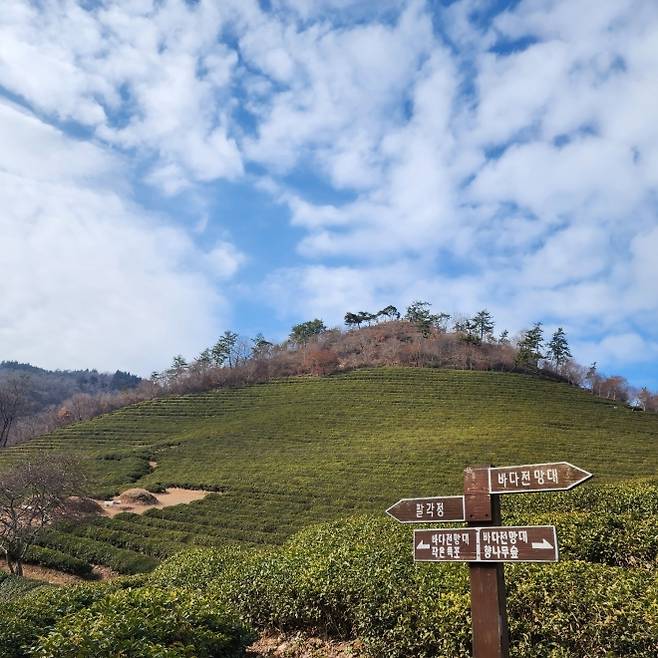 바다전망대와 팔각정으로 이어지는 길목에서 바라본 대한다원의 차밭. 걷는 방향마다 다른 풍경이 펼쳐진다. 김희중 칼럼니스트 iong5636@naver.com