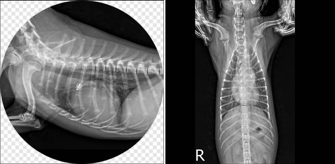 PDA 플러그 시술이 완료된 모습(SD동물의료센터 제공) ⓒ 뉴스1