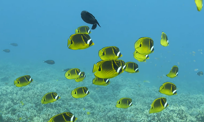 부산 인근 바다에서 잡히고 있는 줄나비고기. 대표적인 아열대어종에 해당한다.[유튜브 ‘PruMarinePhotography’ 채널 갈무리]