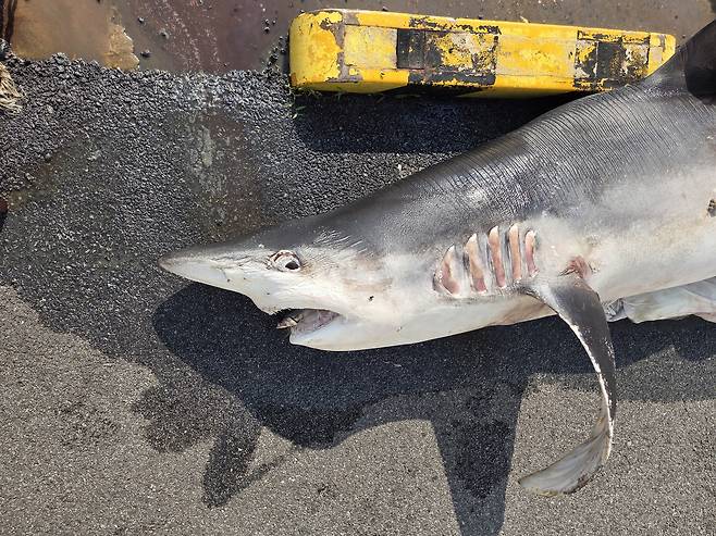 부산 앞바다에서 발견된 아열대어종 흰배환도상어.[부산 해경 제공]