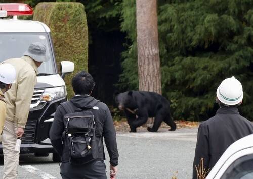 30일 일본 현지매체 등에 따르면 포획된 곰의 숫자가 사상 최대인 것으로 나타났다. 교도연합