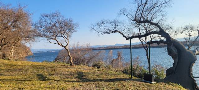 보호수로 지정된 200살의 팽나무