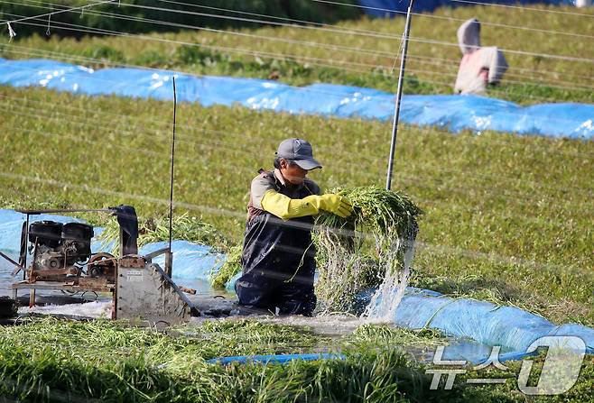 17일 부산 기장군 철마면의 한 미나리꽝에서 농민이 겨울철 입맛을 돋우는 미나리를 수확하고 있다. 2025.12.17/뉴스1 ⓒ News1 윤일지 기자