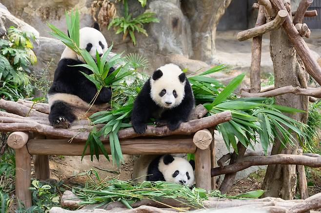 이곳에는 아빠 러러와 엄마 잉잉, 쌍둥이 자식 자자와 더더, 지난해 홍콩으로 건너온 안안과 커커까지 모두 여섯 마리가 산다. 특히 잉잉은 19세, 사람 나이로 치면 50대 후반에 첫 출산에 성공하며 ‘세계 최고령 초산 판다’라는 기록을 세웠다.