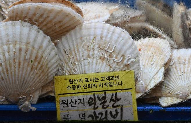 2023년 8월 서울 동작구 노량진수산시장에서 일본산 가리비가 판매되고 있다. 해당 사진은 기사 내용과 관련 없음. 윤웅 기자