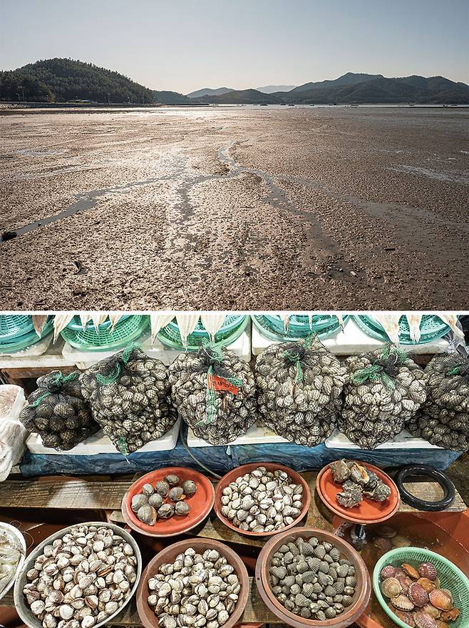 율포해변, 이맘때면 벌교는 꼬막 천지다.