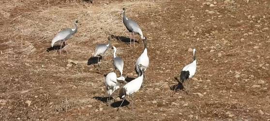 새해 첫날인 지난 1일 오전 경기도 연천군 중면 민통선 내 임진강변 산기슭 율뮤밭에서 두루미와 재두루미가 밭에 떨어진 율무를 먹고 있다. 사진 이석우씨
