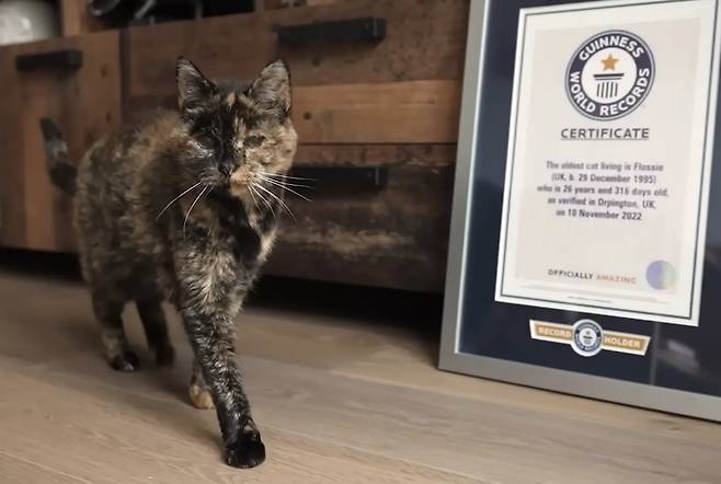 세계 최고령 고양이 플로시 [뉴욕 포스트 캡처]