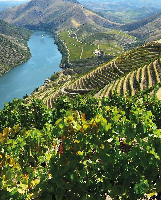 도우루 밸리. 포르투갈와인협회