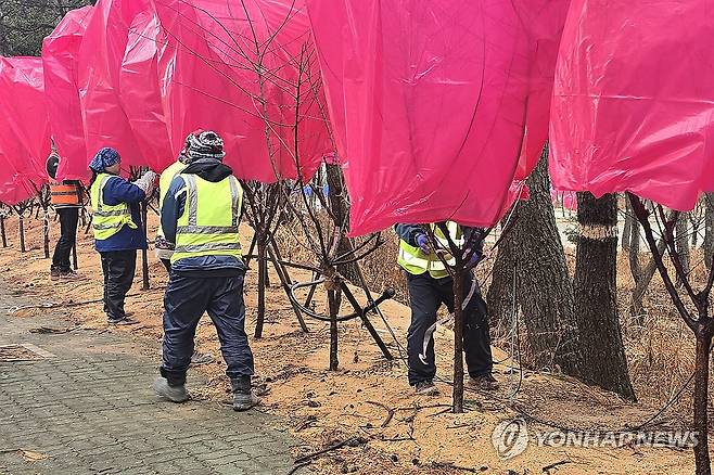 지난해 신안 홍매화축제 개막 전 한파에 방풍막 씌운 매화나무 [전남 신안군 제공. 재판매 및 DB 금지]