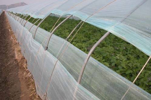 저온 피해를 줄이기 위해 이중으로 구성된 감자 비닐하우스 (농촌진흥청 제공. 재판매 및 DB금지) 2025.1.3 /뉴스1