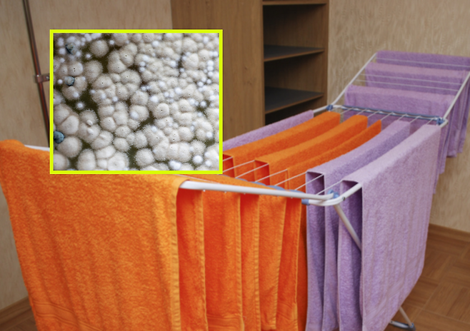 실내 빨래 건조는 습도를 높여 곰팡이 번식을 유발하고 호흡기에 중증 감염을 일으킬 수 있다. 건강을 위해 창가 환기와 제습기 사용을 병행하고, 의류 간격을 넓게 유지해 공기 순환을 원활하게 관리해야 한다. 사진=게티이미지뱅크.