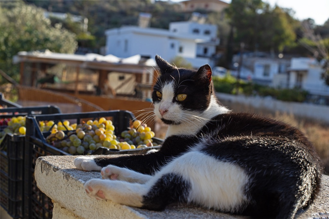 그리스 시로스 섬의 고양이. 시로스 캣츠(syros cats) 홈페이지