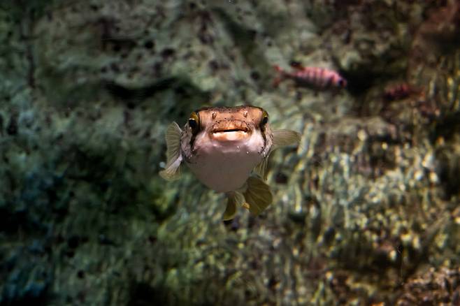 그랜드 아쿠아리움에서 만날 수 있는 복어 팻볼 / 사진 = 조형주 여행플러스 PD