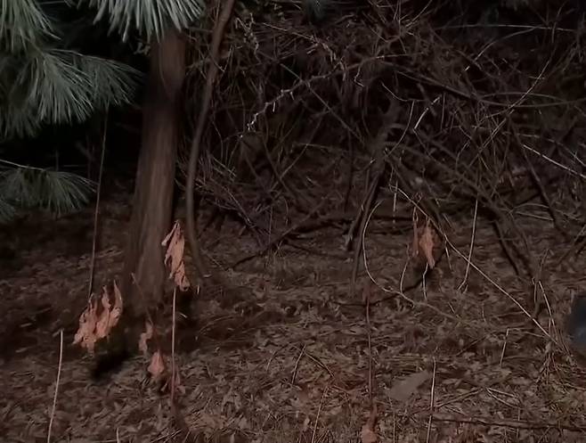 A씨가 B씨의 시신을 유기한&nbsp;포천 고속도로 인근 풀숲. MBN 보도화면 캡처