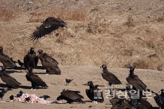 ▲ 울산시와 (사)녹색에너지포럼은 올해도 태화강 삼호교 상단 삼호섬 일원에서 매주 2회 독수리식당을 운영한다. 울산시청 제공
