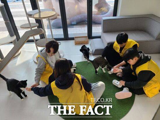 지난 겨울방학 기간 경기도의 '유기동물과 함께하는 생명 존중 교육 연계 겨울방학 봉사활동 프로그램'에 참여한 청소년들이 유기 고양이를 돌보는 모습. /경기도