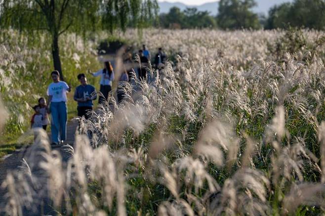 광주 서구 서창억새축제가 대한민국축제콘텐츠 4년 연속 대상을 받았다. 광주 서구청 제공