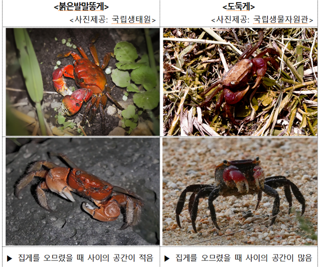 붉은발말똥게와 도둑게의 차이. 기후부 제공