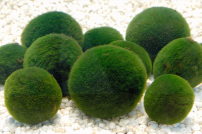 일본 홋카이도 아칸 호의 공 모양 녹조인 ‘마리모’ / 위키미디어 제공