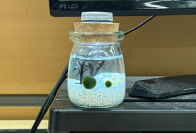 기자가 키우는 마리모