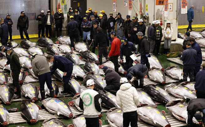 5일 도쿄 고토구 도요스 시장에서 신년 첫 참치 경매가 열리고 있다. 이날 경매에서는 아오모리현 오마산 참치가 역대 최고가인 5억 1030만엔(약 47억원)에 낙찰됐다. 2026.1.5 연합뉴스