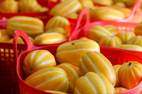 첫 출하 성주참외 [사진=성주군]