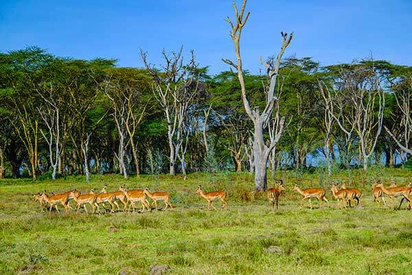 크레센트섬의 임팔라들이 사람들을 전혀 두려워하지 않고 무리지어 뛰어다니고 있다.