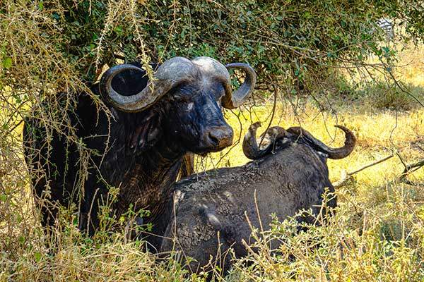 나쿠루 초원에서 만난 버팔로. 검은 털에 잔뜩 묻은 진흙이 햇빛을 받아 묵직하게 반짝인다.