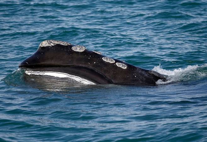 북대서양참고래(North Atlantic right whale) 모습. AP 연합뉴스