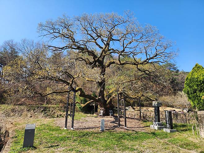 이발이 신원되자 새싹이 돋았다는 ‘괘고정수’(남구 원산동)