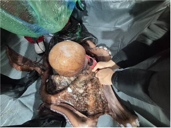 한국수산자원공단이 강월도 고성군 저도어장 해역에 첨가하는 어미 대문어 모습. 사진=한국수산자원공단 제공.
