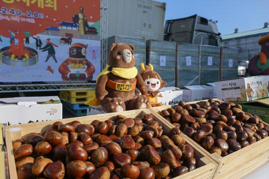 공주시는 지역 대표 특산물인 공주알밤을 앞세워 사곡농협과 함께 2025년 한 해 동안 고맛나루 공주알밤 약 140톤을 중국 100톤, 미국 25톤, 일본 10톤과 함께 홍콩, 베트남 등으로 수출하며 해외 시장에서 품질과 맛을 인정받는 성과를 거뒀다.사진=공주시 제공