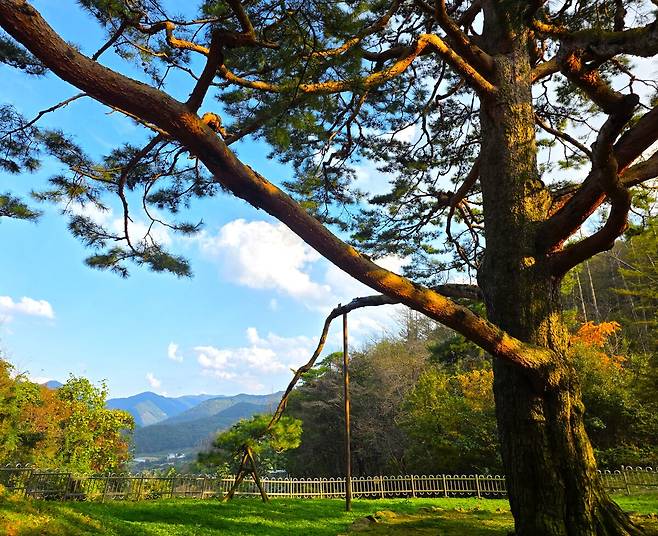 오랜 세월 인간과 세상을 지켜본 소나무 한 그루.