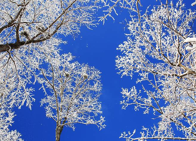 ▲ 경북 영양군 수비면 죽파리 영양자작나무숲 겨울 풍경. 영양군 제공