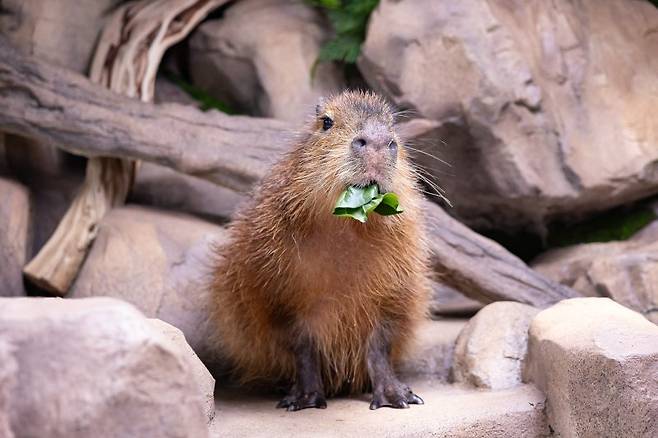 먹이 먹는 카피바라