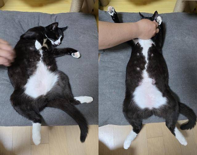 배 만지는 걸 좋아하는 대단한 고양이! 보호자 제공