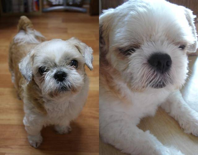 포니예요. 포니는 강아지별에서 고구마 간식 냠냠 먹으며 지내고 있어요. 보호자 제공