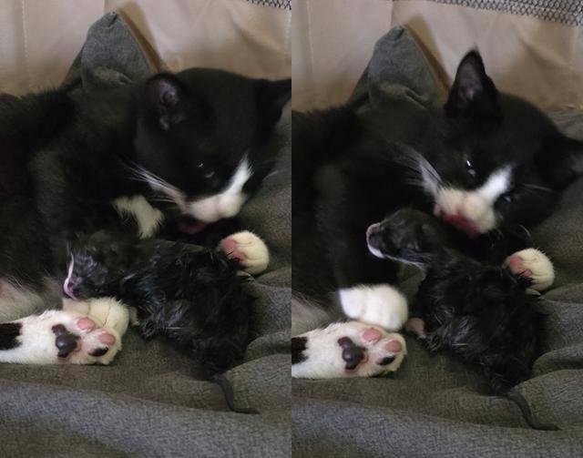 마리의 출산! 마리야, 너무 고생했어!! 보호자 제공