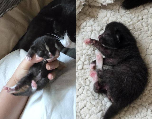 마리는 집사를 얼마나 믿었는지, 출산 중에도 집사에게 경계심을 보이지 않았답니다. 보호자 제공