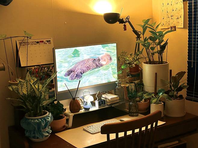Plants decorate a desk in this photo. Pets and plants have become a common sight among single-person households. [JOONGANG ILBO]