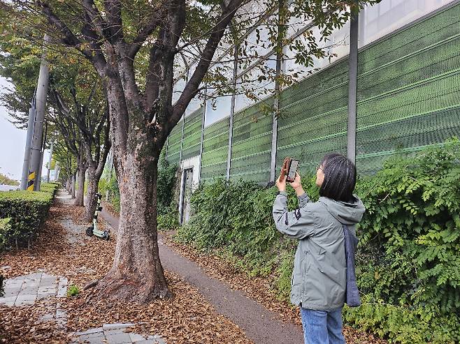 환경련 관계자가 광주시의 가로수를 조사하고 있다. 광주환경운동연합 제공