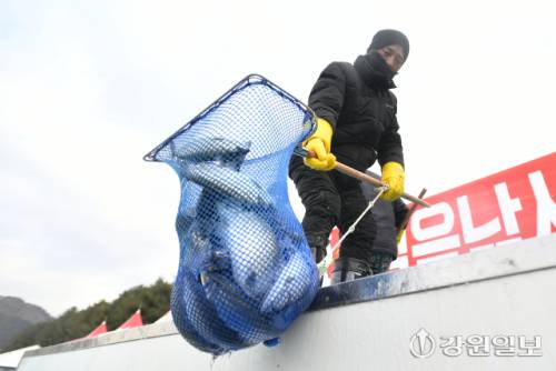 ◇2026 얼음나라 화천산천어축제 개막을 하루 앞둔 9일 축양장에서 수온 적응을 마친 산천어가 방양되고 있다.