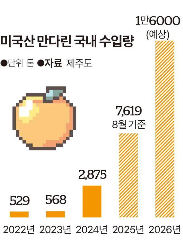 미국산 만다린 국내 수입량. 그래픽=송정근 기자