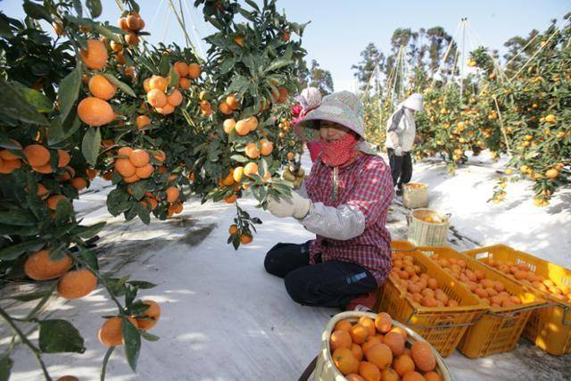 감귤을 수확하는 제주 농민들. 제주도 제공