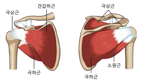 어깨 관절을 지탱하는 회전근개에 발생한 손상을 방치하면 수술이 필요한 상태로 악화되기 쉽다. 경향신문 자료사진