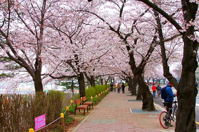 Yeouido Park in Yeouido, western Seoul, is among Seoul’s most popular places to see cherry blossoms. This park ranked second in online mentions. (Photo by Richard Bitting on Flickr)