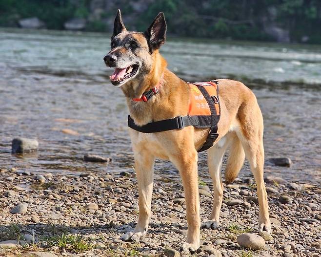 경북소방소속의 10년차 소방119구조견이었던 2013년생 마리노이즈 승리의 모습. 소방 구조견 조끼를 입고 있다. 이현주씨 제공