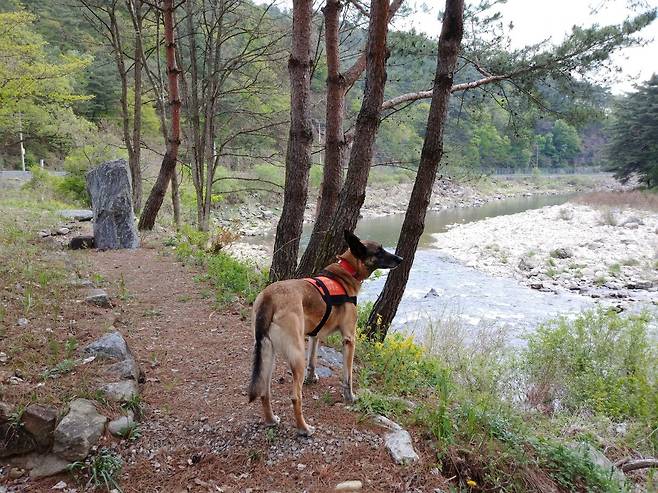 소방 구조견 승리가 영월에서 구조견 옷을 입고 있다. 이현주씨 제공