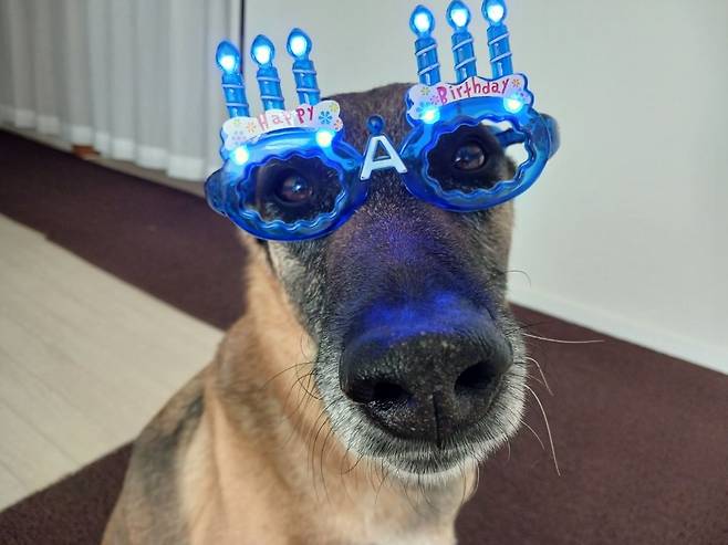 생일을 맞이한 승리가 생일 선글라스를 끼고 보호자를 바라보고 있다. 이현주씨 제공